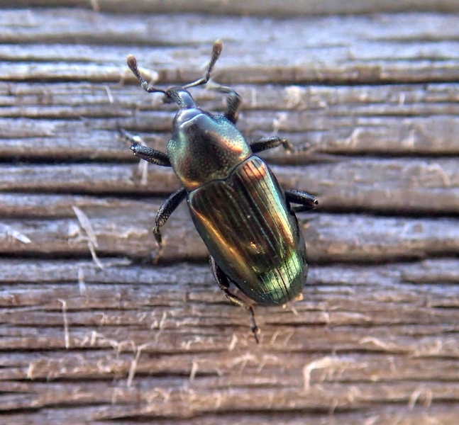 Curculionidae verde - Aulacobaris coerulescens (cf.)